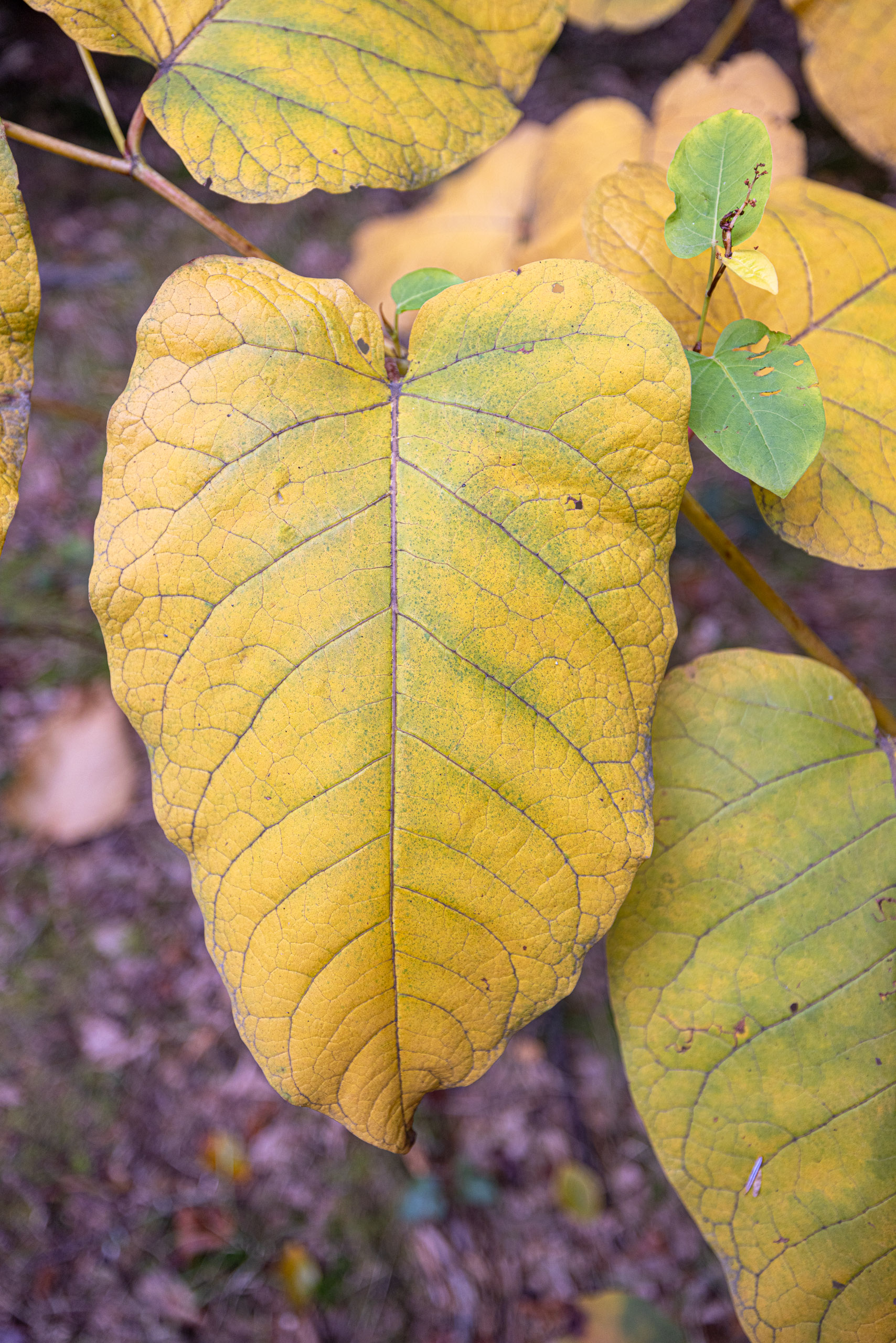 20231014122253 R5D 4075